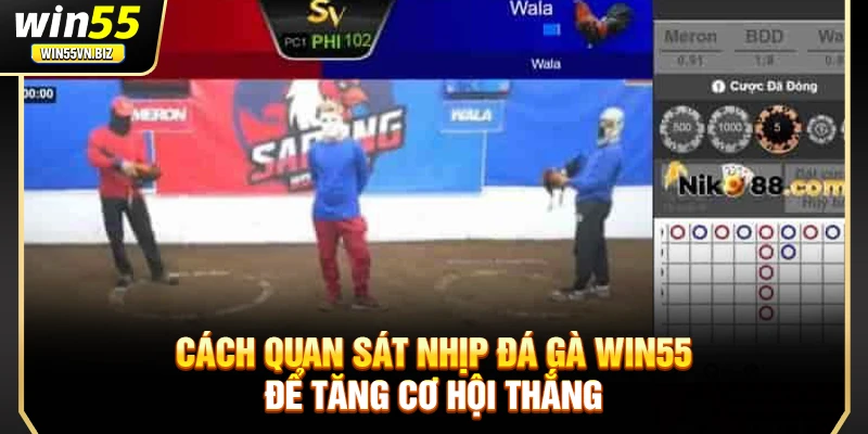 Cách quan sát nhịp đá gà Win55 để tăng cơ hội thắng