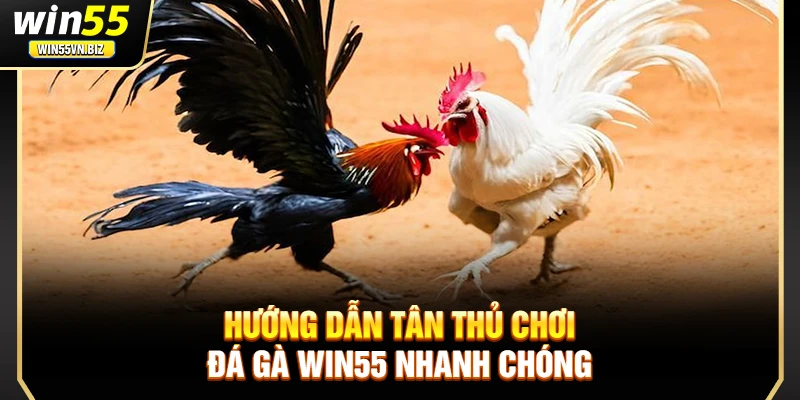 Hướng dẫn tân thủ chơi đá gà Win55 nhanh chóng